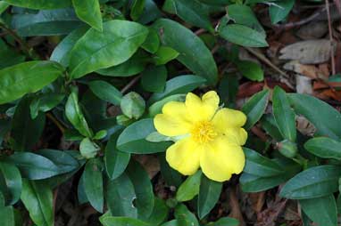 APII jpeg image of Hibbertia scandens  © contact APII