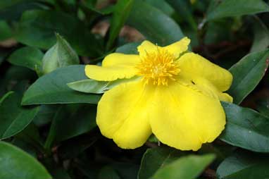 APII jpeg image of Hibbertia scandens  © contact APII