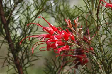 APII jpeg image of Grevillea wilsonii x tripartita  © contact APII