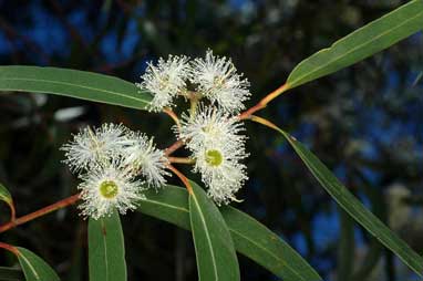 APII jpeg image of Eucalyptus stricta  © contact APII