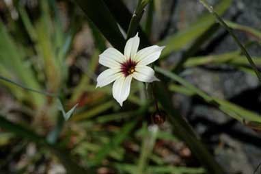 APII jpeg image of Sisyrinchium micranthum  © contact APII