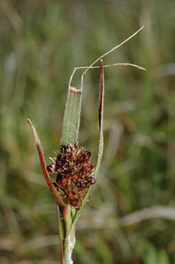 APII jpeg image of Luzula novae-cambriae  © contact APII