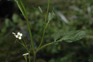 APII jpeg image of Cardamine lilacina  © contact APII