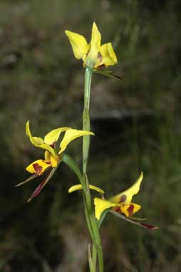 APII jpeg image of Diuris sulphurea  © contact APII