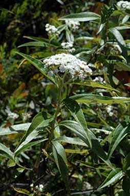 APII jpeg image of Ozothamnus stirlingii  © contact APII