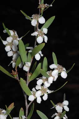 APII jpeg image of Leptospermum subglabratum  © contact APII