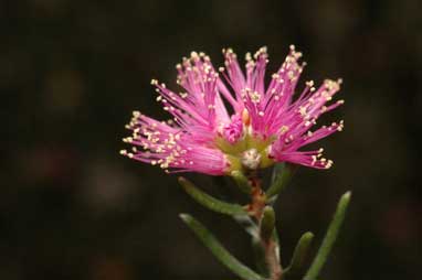 APII jpeg image of Melaleuca sapientes  © contact APII