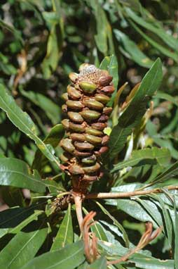 APII jpeg image of Banksia integrifolia subsp. compar  © contact APII