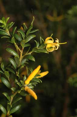 APII jpeg image of Persoonia terminalis subsp. terminalis  © contact APII