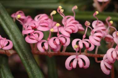 APII jpeg image of Grevillea leptobotrys  © contact APII