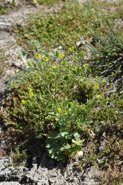 APII jpeg image of Ranunculus sceleratus  © contact APII