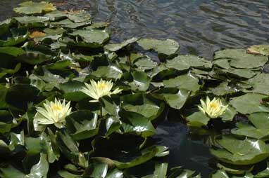 APII jpeg image of Nymphaea mexicana  © contact APII