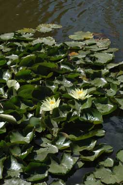 APII jpeg image of Nymphaea mexicana  © contact APII