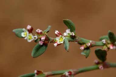 APII jpeg image of Polygonum aviculare  © contact APII