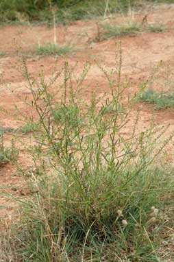 APII jpeg image of Lepidium africanum  © contact APII