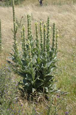 APII jpeg image of Verbascum thapsus subsp. thapsus  © contact APII