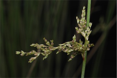 APII jpeg image of Juncus usitatus  © contact APII