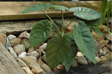 APII jpeg image of Alocasia cucullata  © contact APII