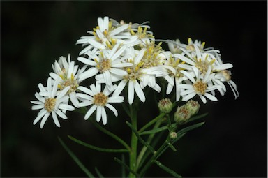 APII jpeg image of Olearia glandulosa  © contact APII