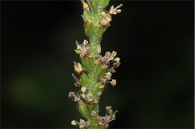 APII jpeg image of Plantago debilis  © contact APII