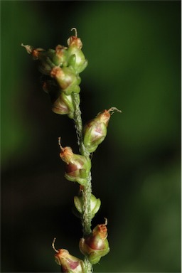 APII jpeg image of Plantago debilis  © contact APII