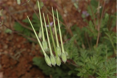 APII jpeg image of Erodium cicutarium  © contact APII