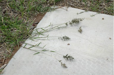 APII jpeg image of Eragrostis cilianensis  © contact APII