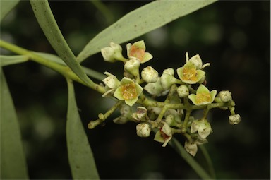 APII jpeg image of Santalum acuminatum  © contact APII