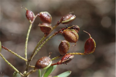 APII jpeg image of Grevillea polybotrya  © contact APII