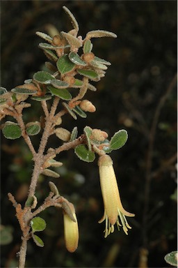 APII jpeg image of Correa reflexa var. nummulariifolia  © contact APII