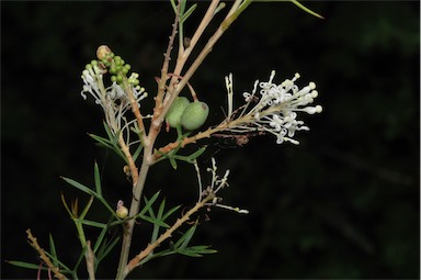 APII jpeg image of Grevillea  © contact APII