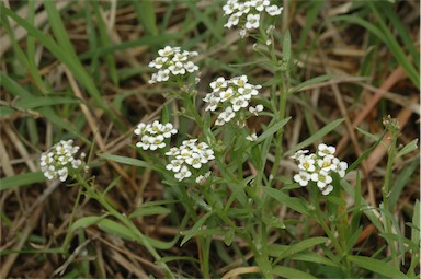 APII jpeg image of Lobularia maritima  © contact APII