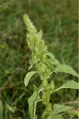 APII jpeg image of Amaranthus retroflexus  © contact APII