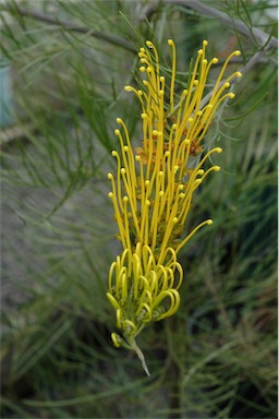 APII jpeg image of Grevillea 'Golden Lyre'  © contact APII