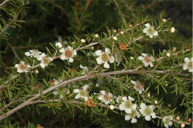 APII jpeg image of Leptospermum 'Cardwell'  © contact APII