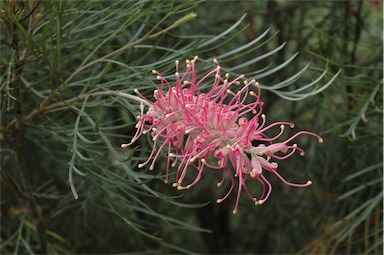 APII jpeg image of Grevillea 'Sylvia'  © contact APII