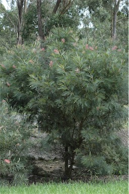 APII jpeg image of Grevillea 'Bulli Beauty'  © contact APII