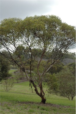 APII jpeg image of Eucalyptus calcareana  © contact APII