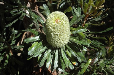 APII jpeg image of Banksia aemula  © contact APII