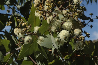 APII jpeg image of Corymbia peltata  © contact APII