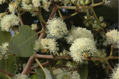 APII jpeg image of Corymbia peltata  © contact APII