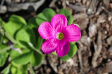 APII jpeg image of Oxalis bowiei  © contact APII