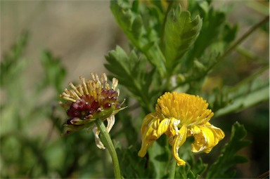 APII jpeg image of Euryops chrysanthemoides  © contact APII