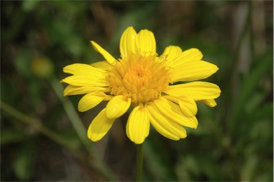 APII jpeg image of Euryops chrysanthemoides  © contact APII