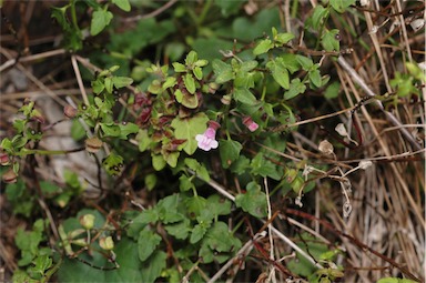 APII jpeg image of Scutellaria humilis  © contact APII