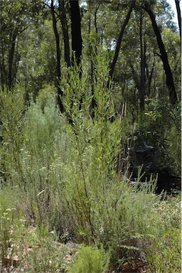 APII jpeg image of Dodonaea heteromorpha  © contact APII