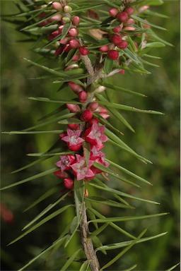 APII jpeg image of Melichrus erubescens  © contact APII