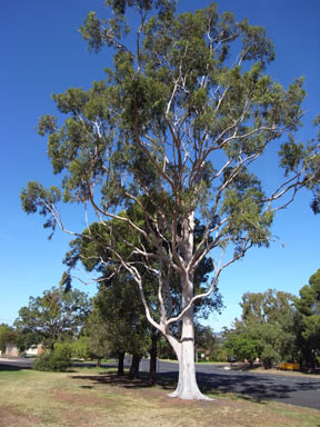 APII jpeg image of Corymbia citriodora  © contact APII