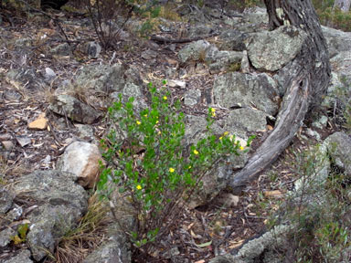 APII jpeg image of Goodenia ovata  © contact APII