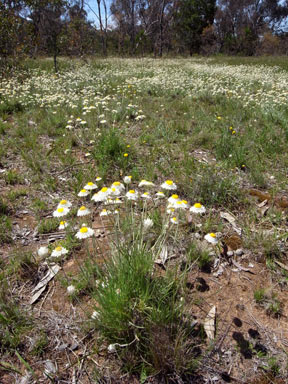 APII jpeg image of Leucochrysum albicans  © contact APII